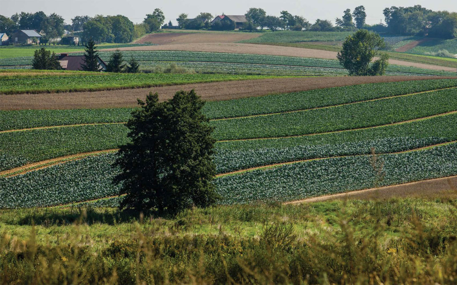 panorama na zielone pola uprawne i domostwa w oddali na horyzoncie